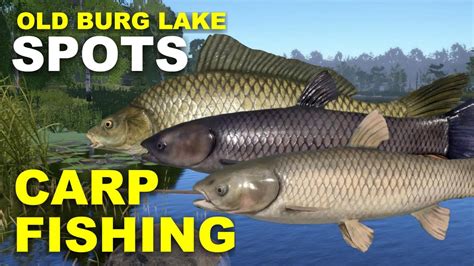 carp fish|North Alabama Carp Fishing Spots.
